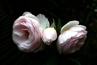 pink and white flower in macro shot