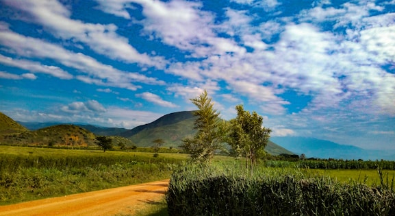 green tree on brown field under blue sky during daytime