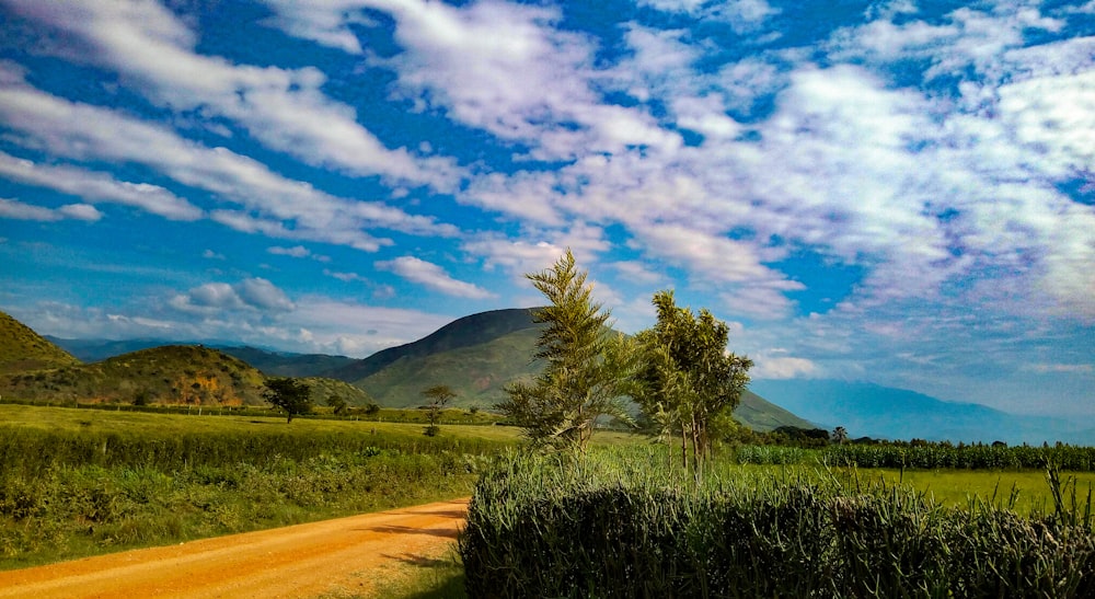 green tree on brown field under blue sky during daytime