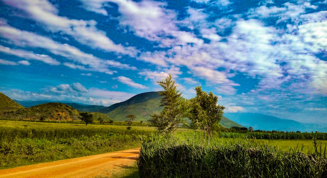 green tree on brown field under blue sky during daytime