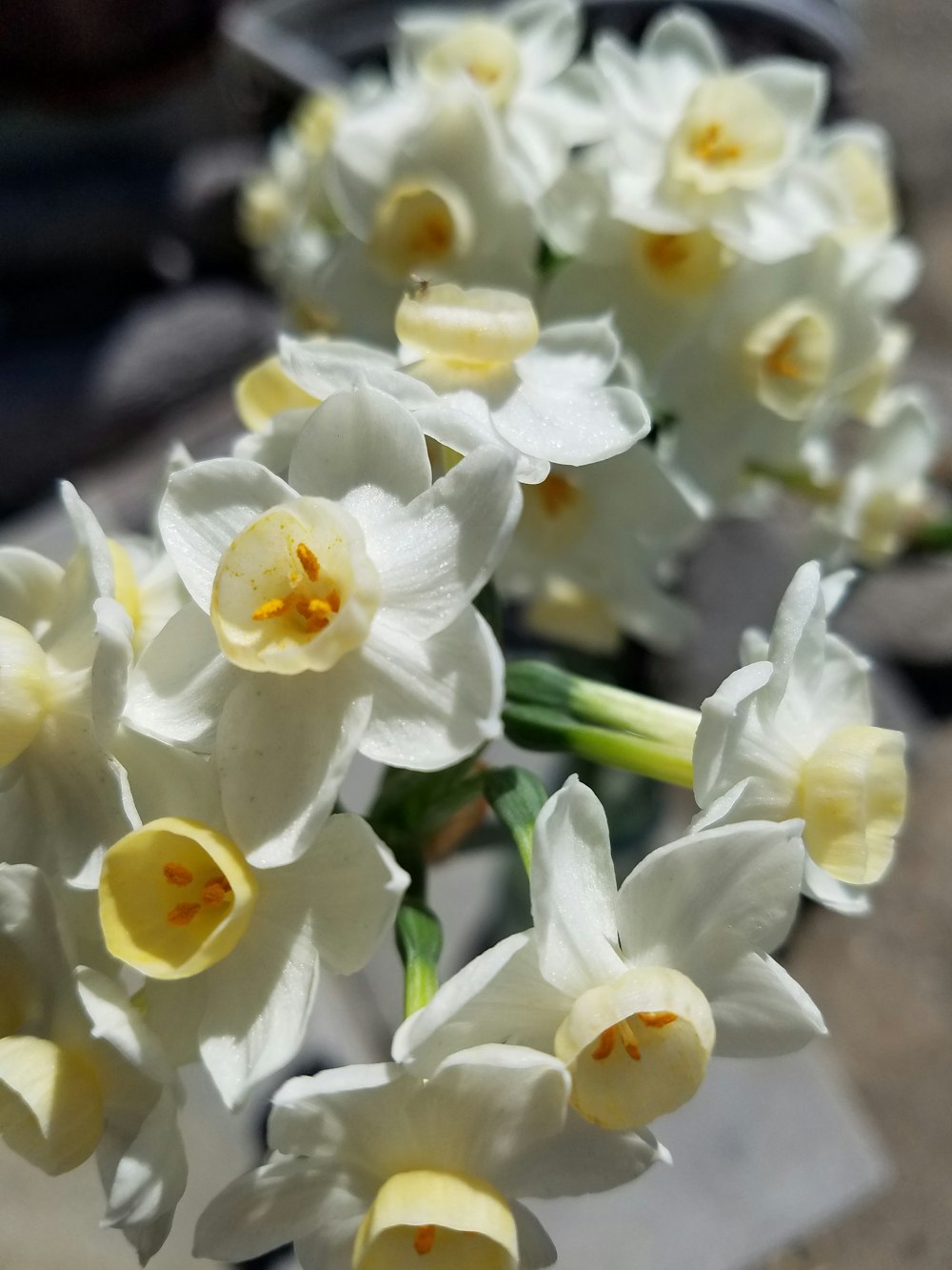 white and yellow flowers in tilt shift lens