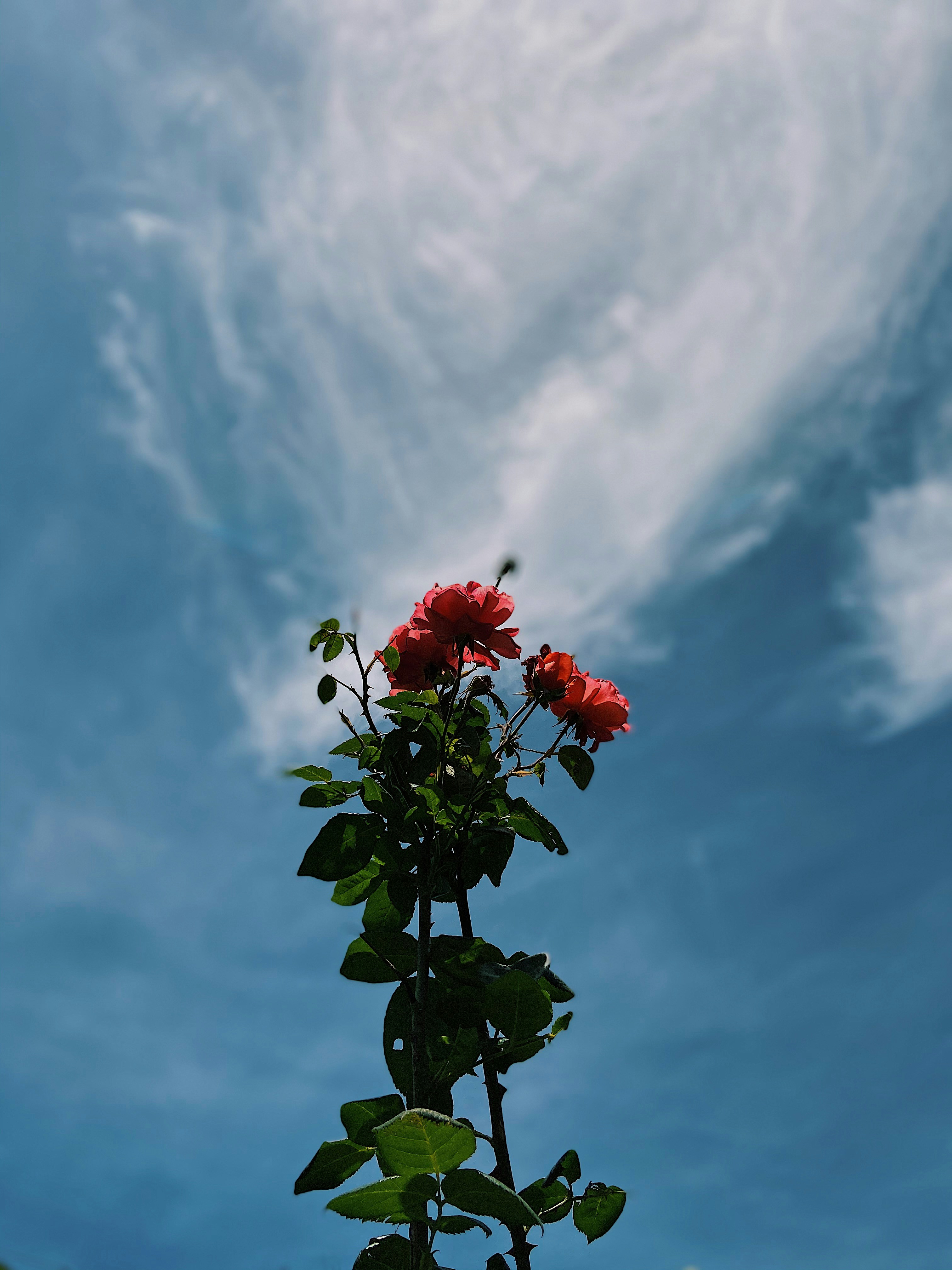 red flower under blue sky