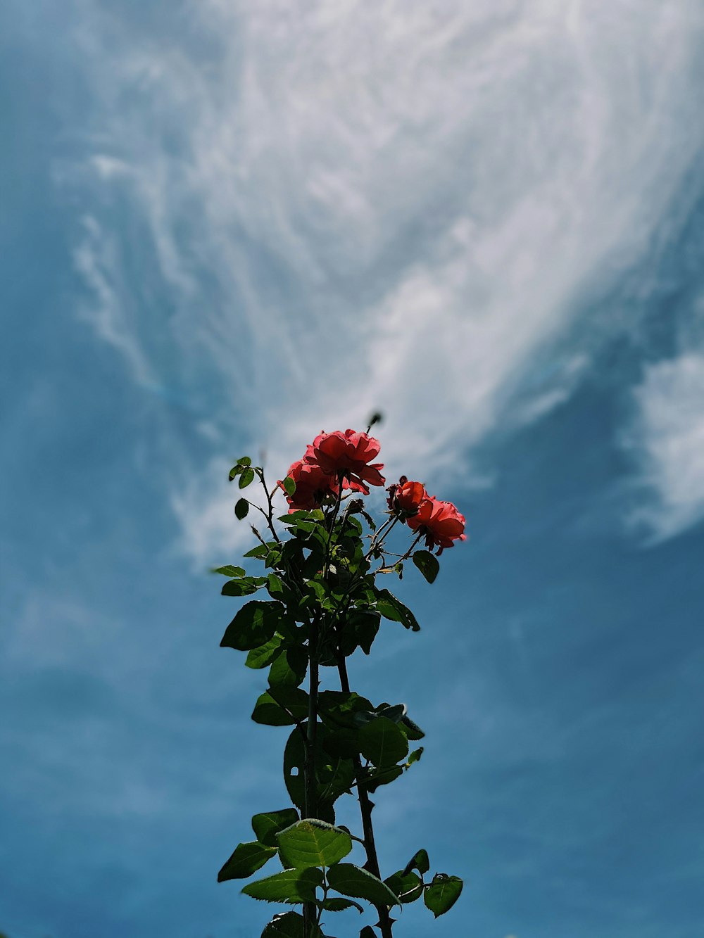 red flower under blue sky