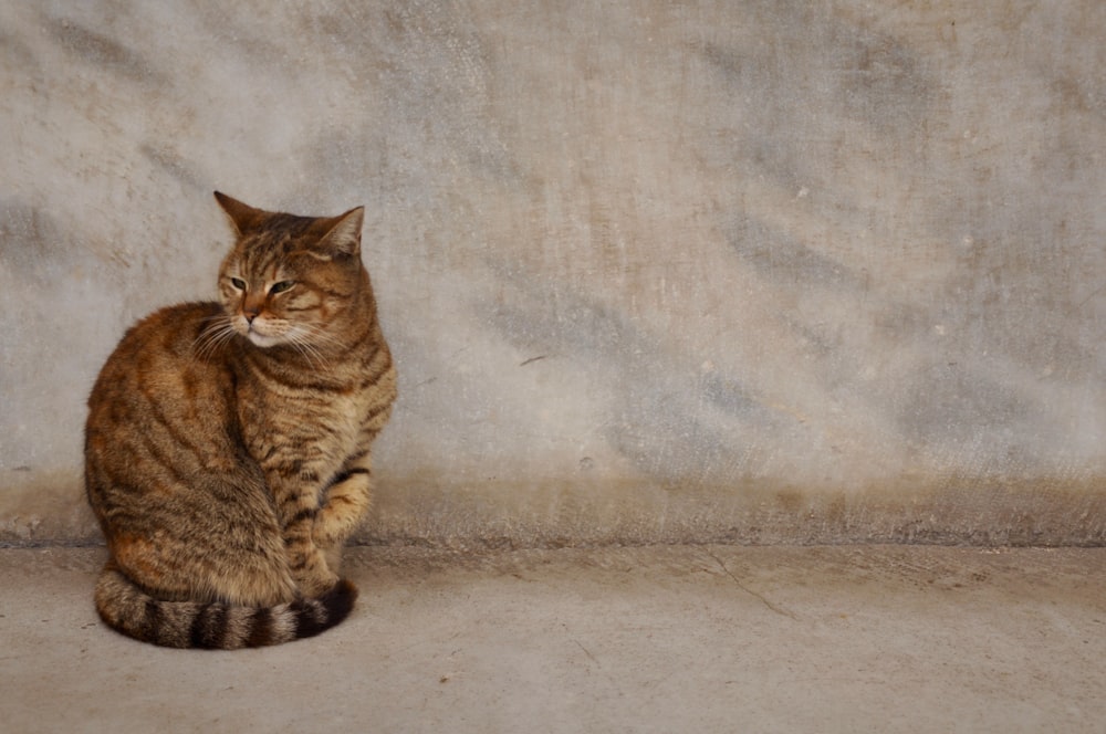 brown tabby cat sitting on floor