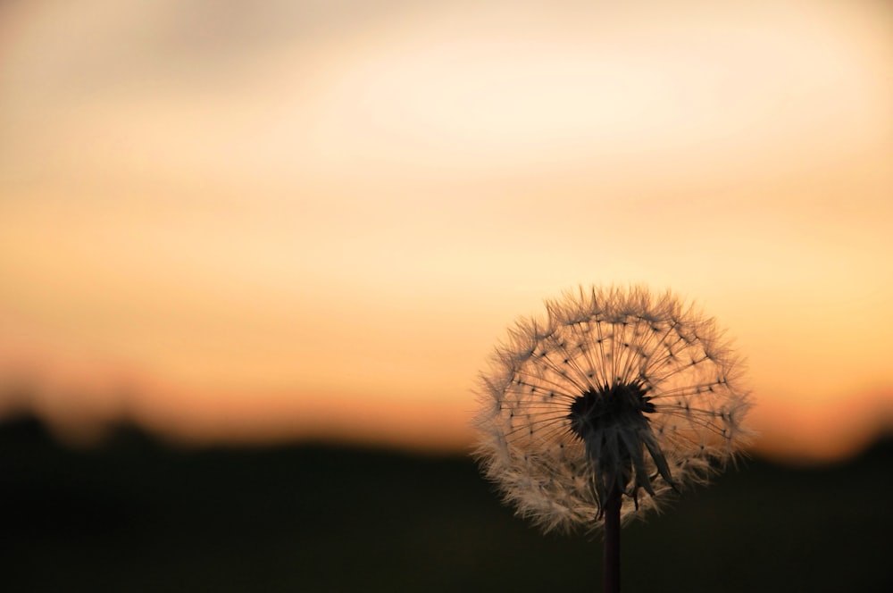 white dandelion in close up photography during sunset