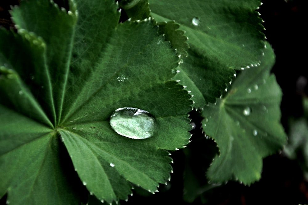 water drop on green leaf