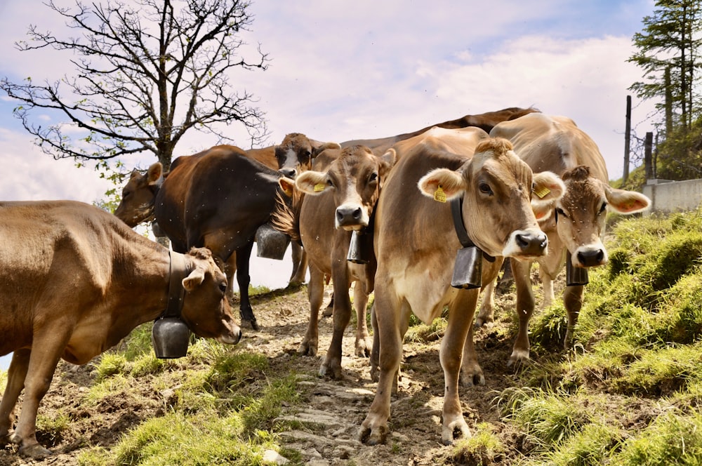 Una mandria di bestiame in piedi sulla cima di una collina coperta di erba