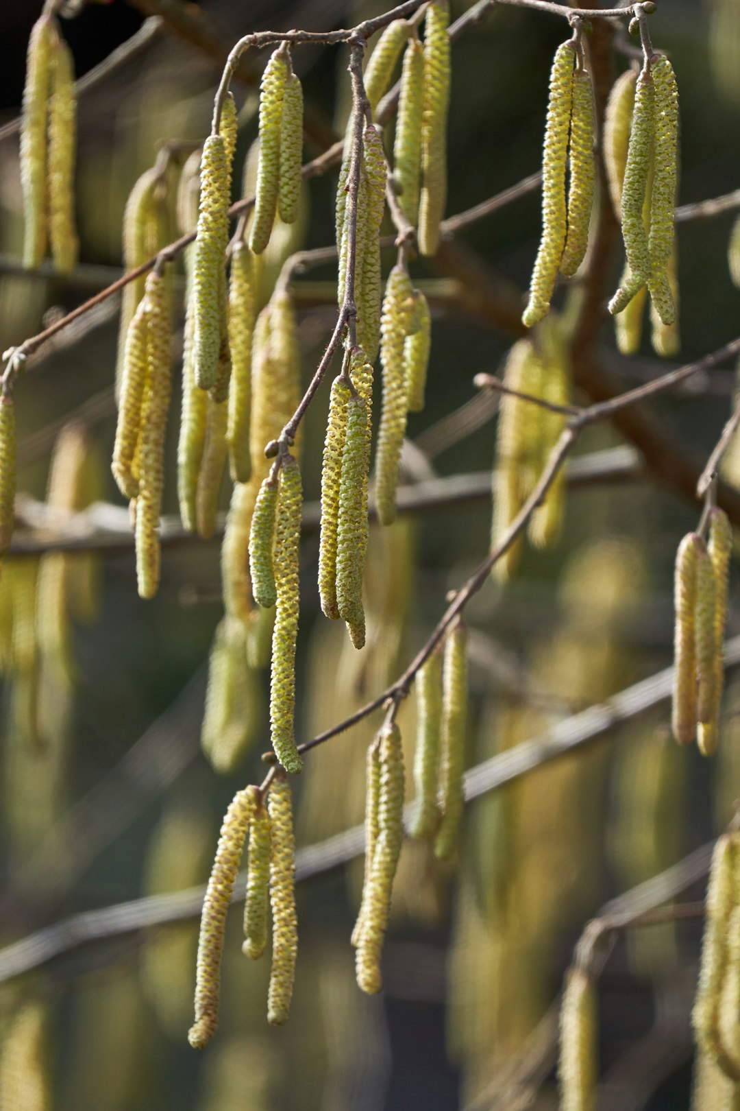 green cactus on brown tree branch