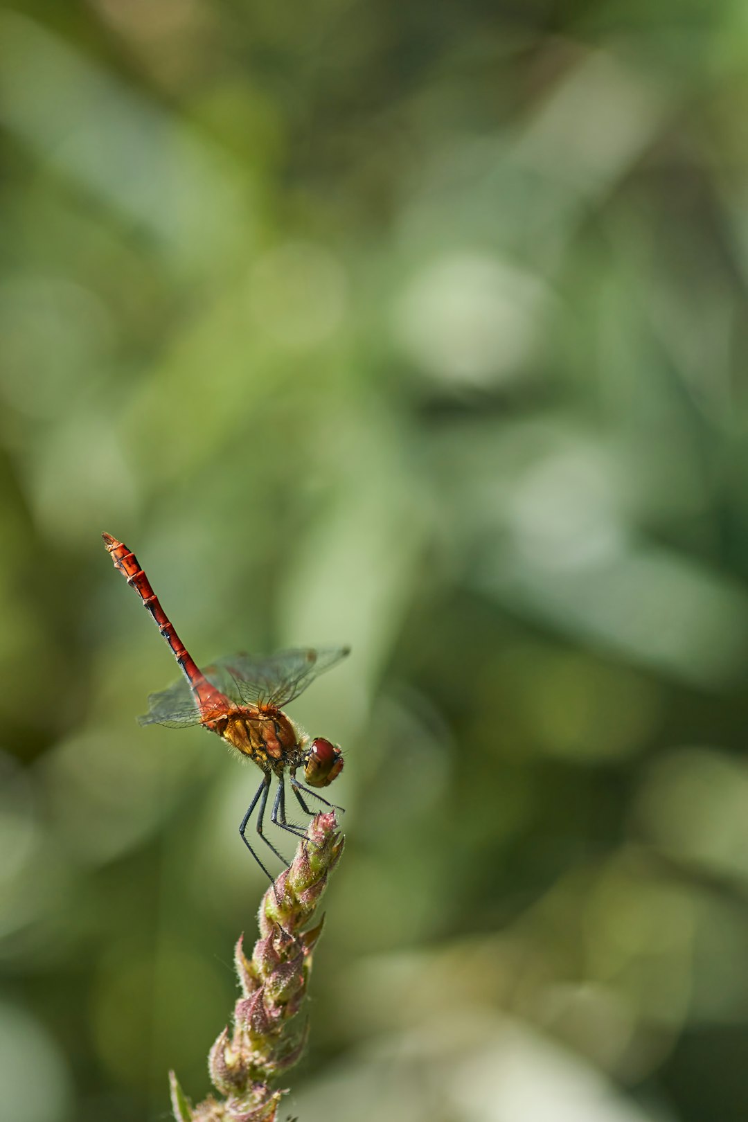 red dragonfly perched on brown stem in tilt shift lens