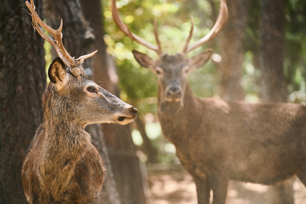 brown deer standing on brown soil during daytime