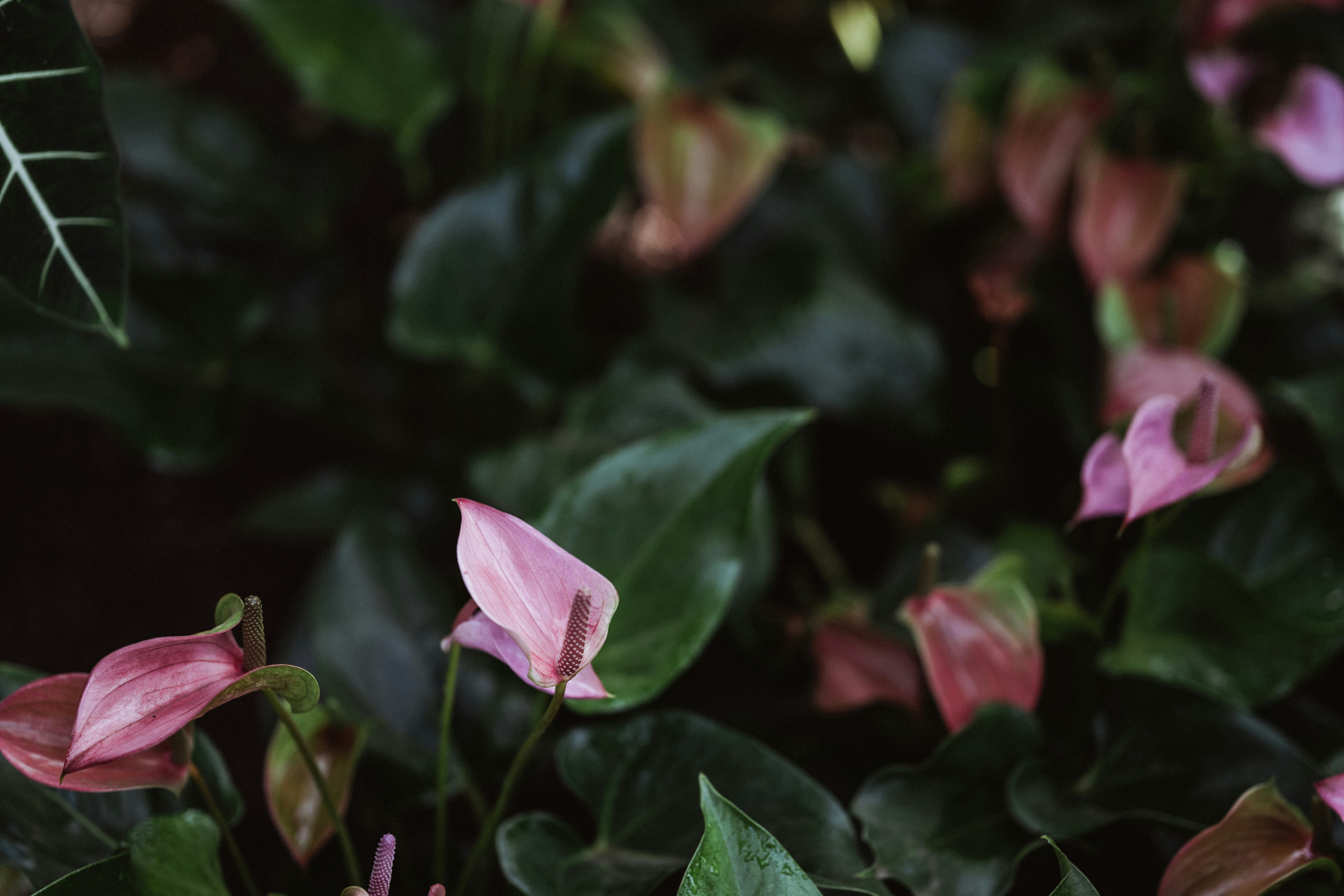 Photo by anniespratt