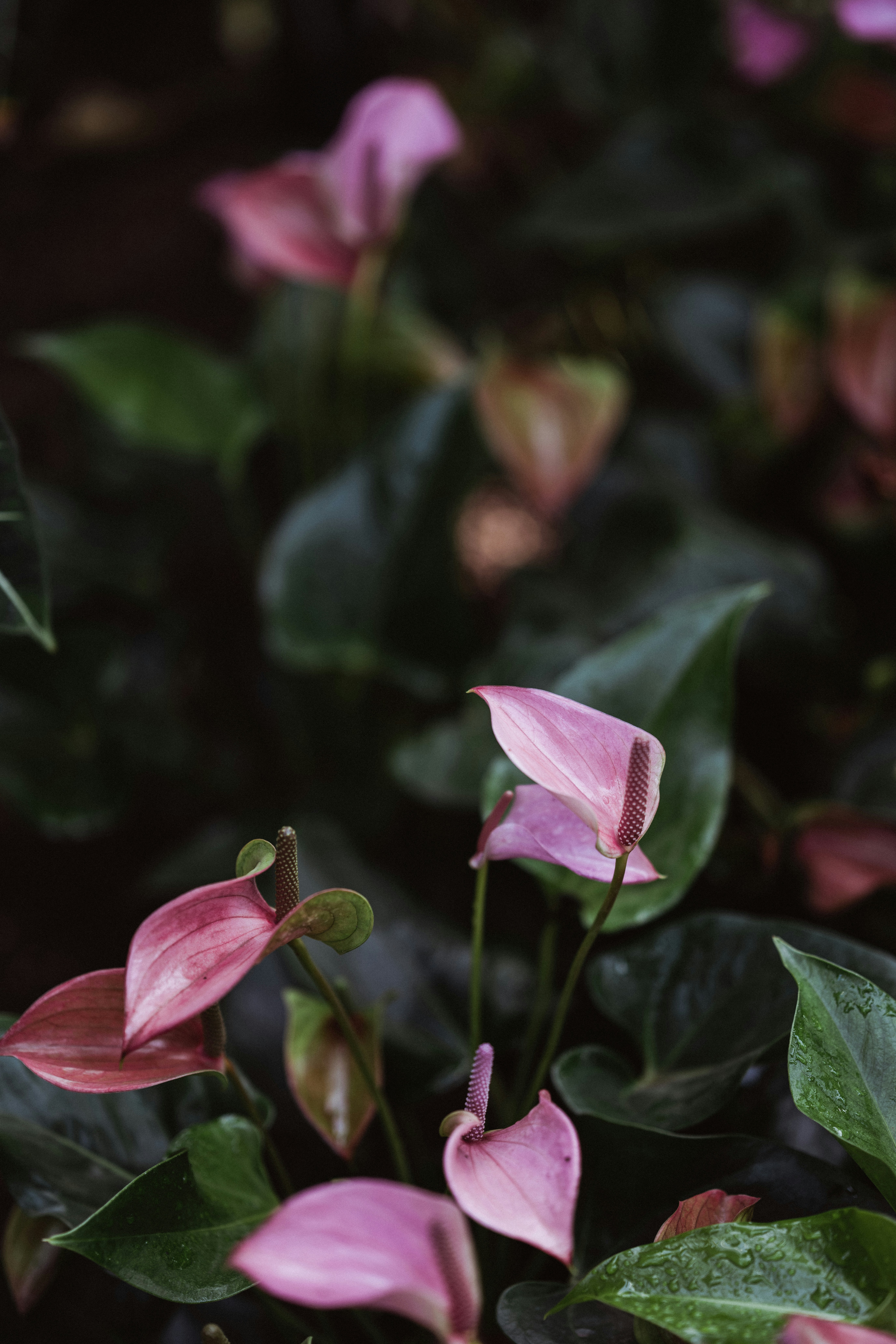 Photo by anniespratt