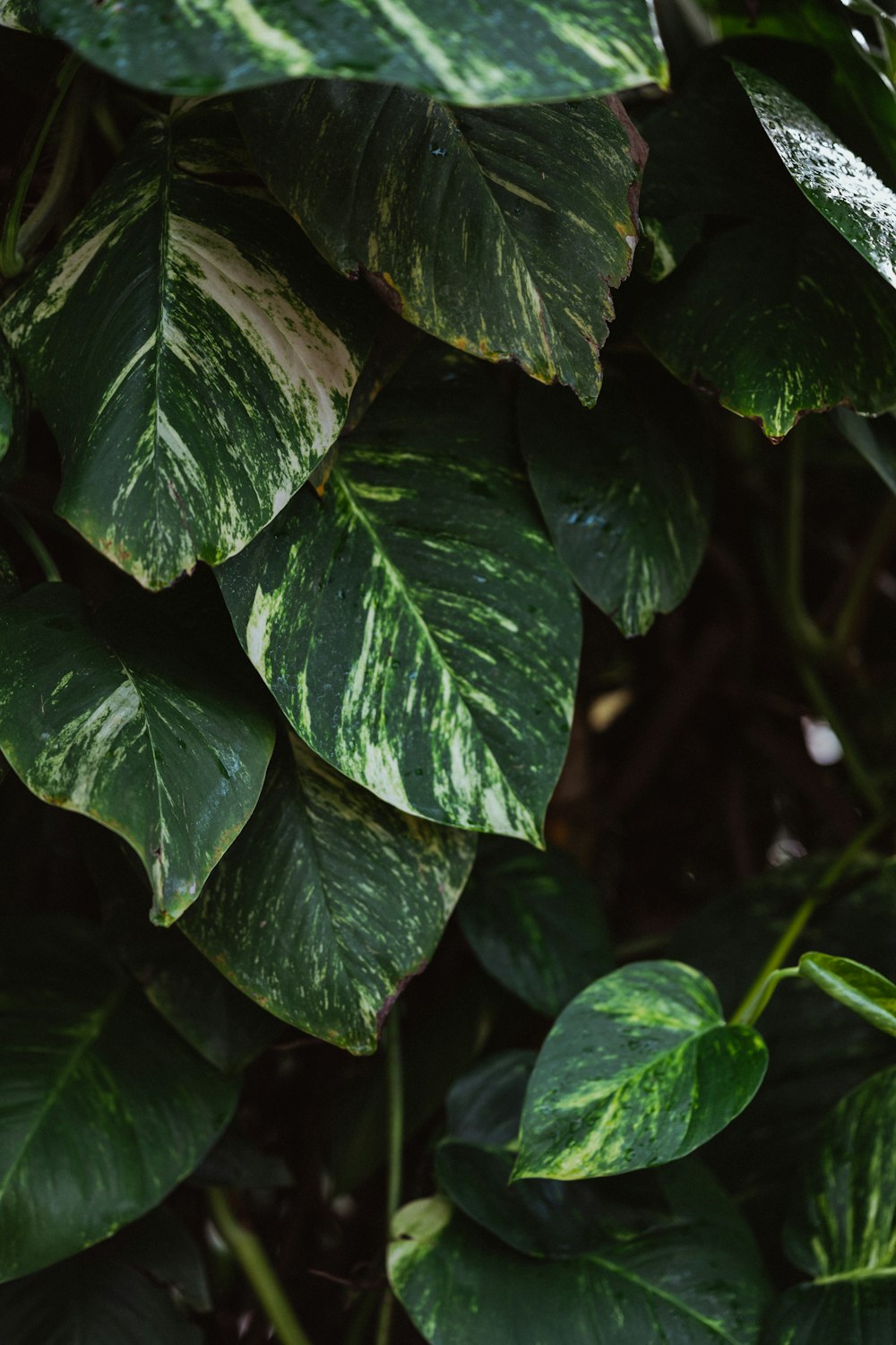 green and white leaves plant