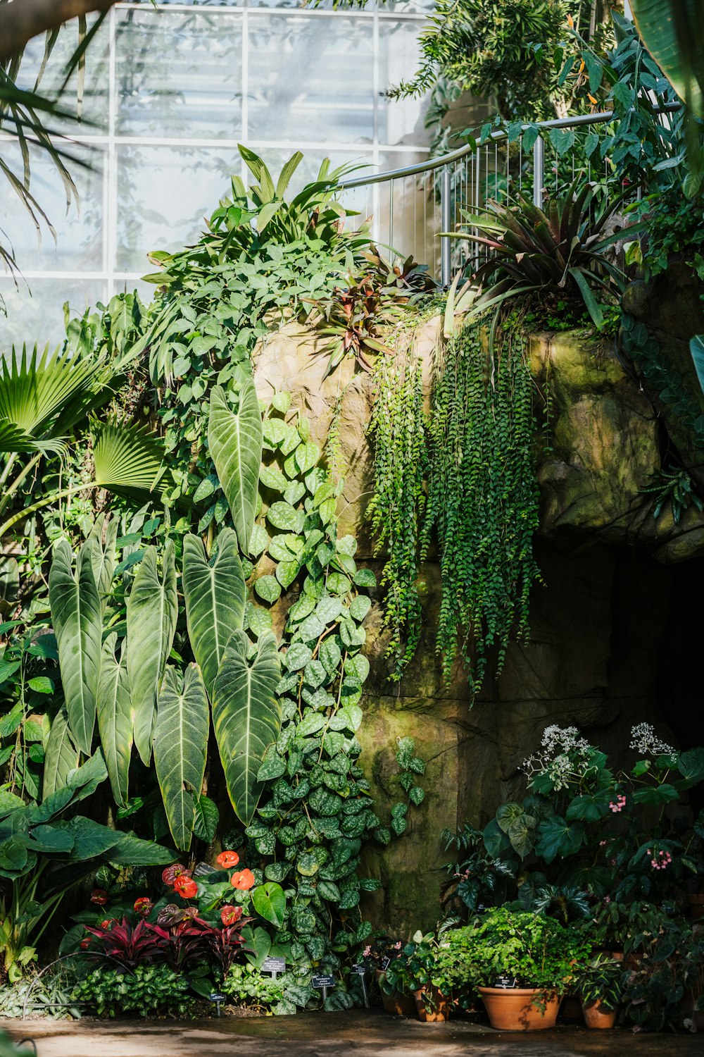 green cactus plants near green plants