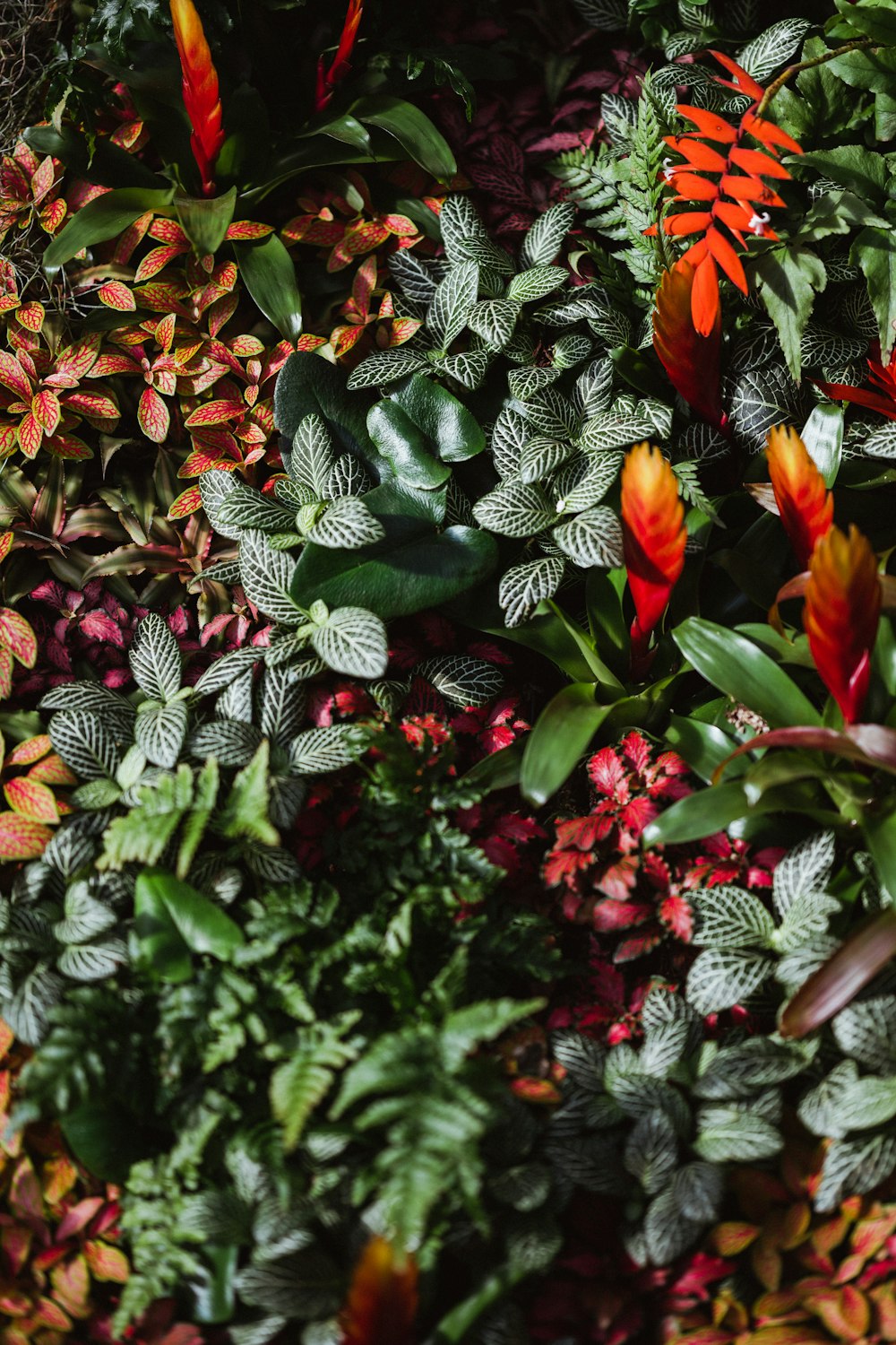 red and green plant with green leaves