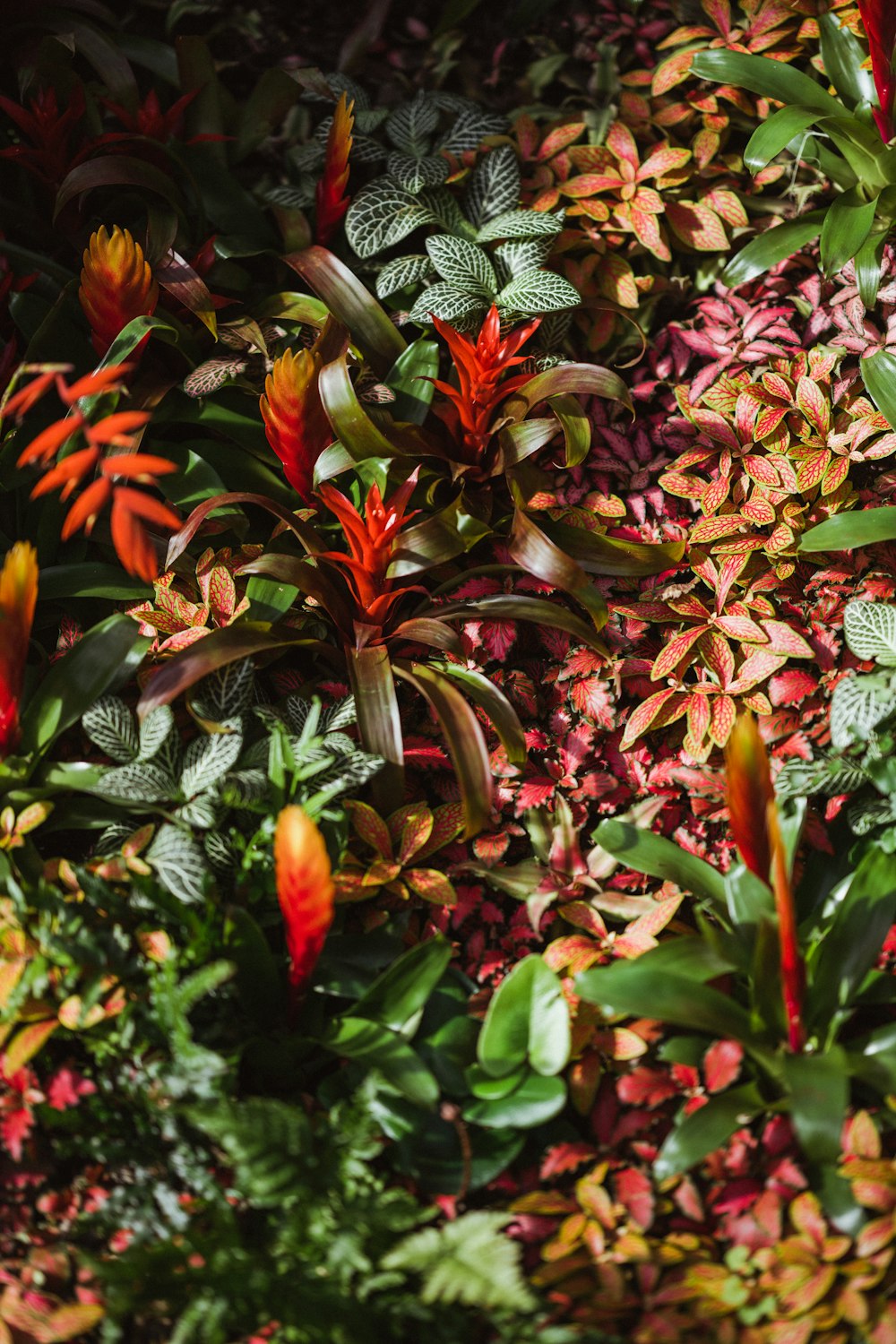 red and green leaves plant