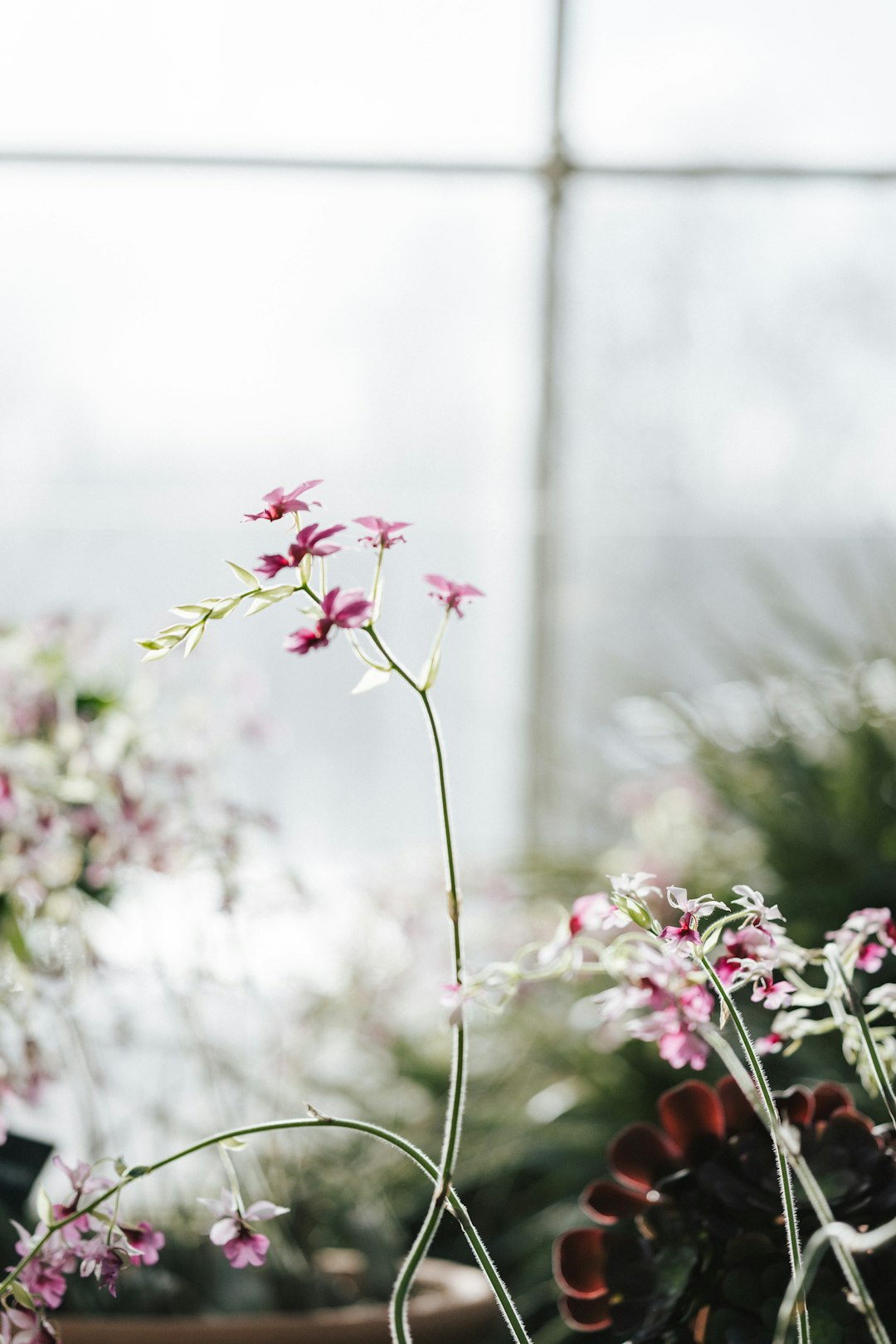 pink flowers in tilt shift lens