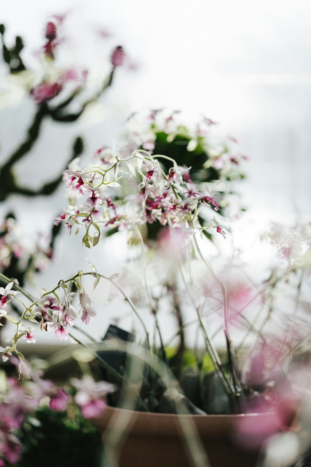 pink and white flowers in tilt shift lens