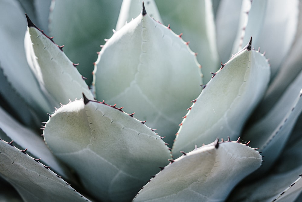 green and white plant leaves