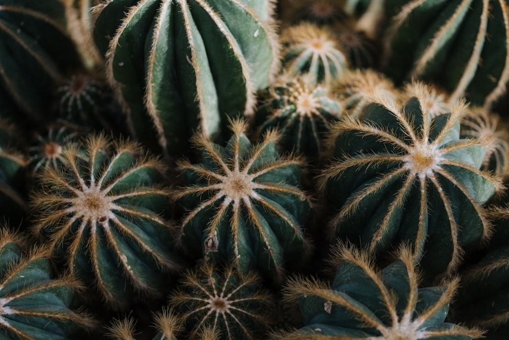 green and brown plant during daytime