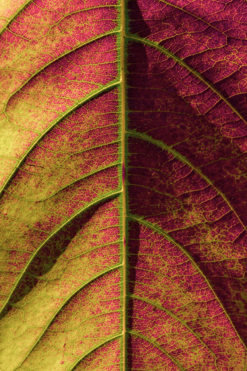 クローズアップ写真の緑と茶色の葉