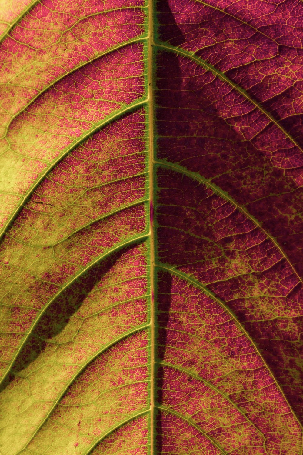 green and brown leaf in close up photography