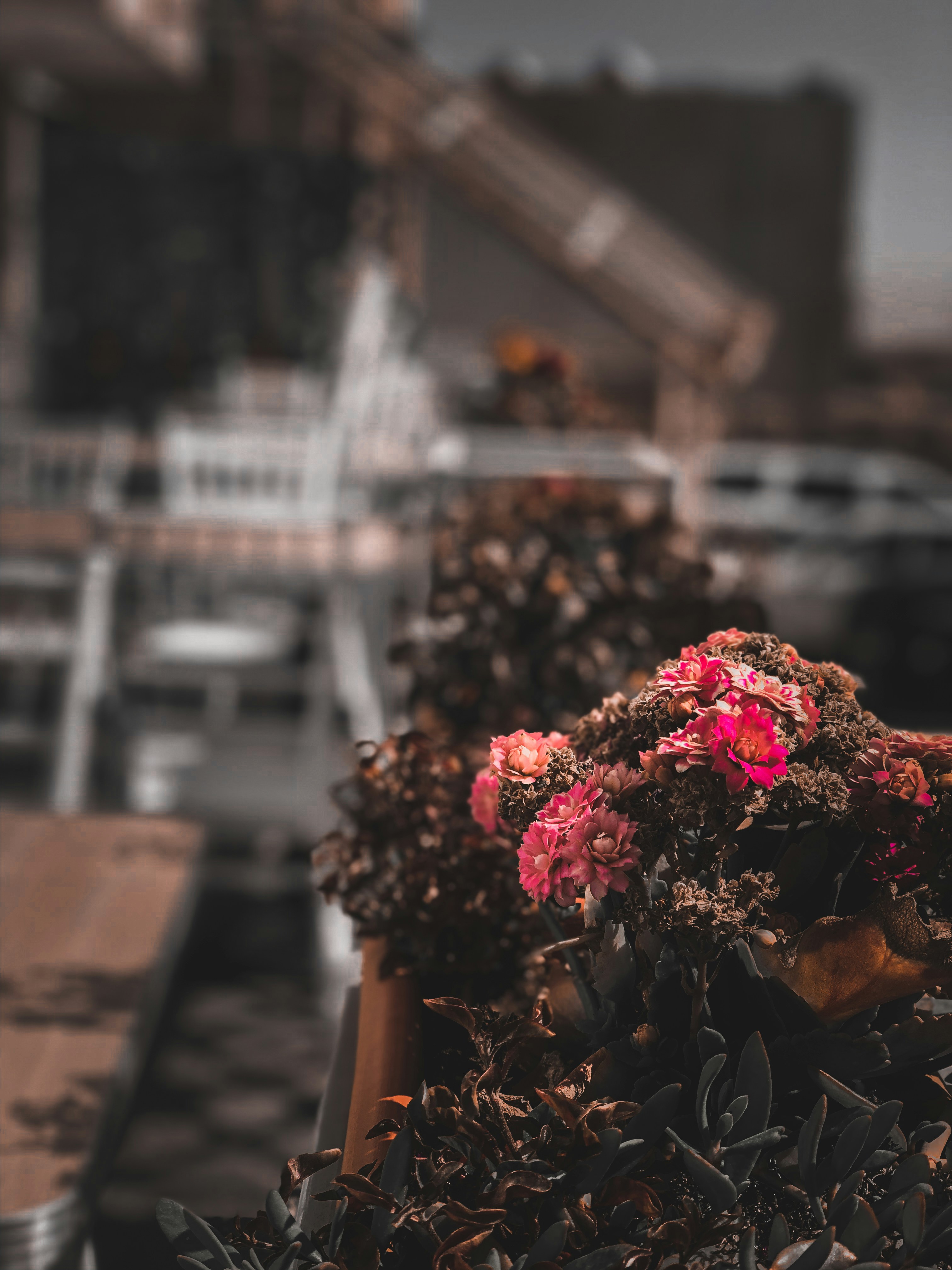 pink and white flowers on brown wooden pot