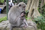 A mother monkey is sitting on a large rock, protectively holding her young baby close. The baby is nestled in her arms, gazing outwards. The setting appears to be a natural environment with trees and greenery surrounding them. There is also a person with a backpack in the background.