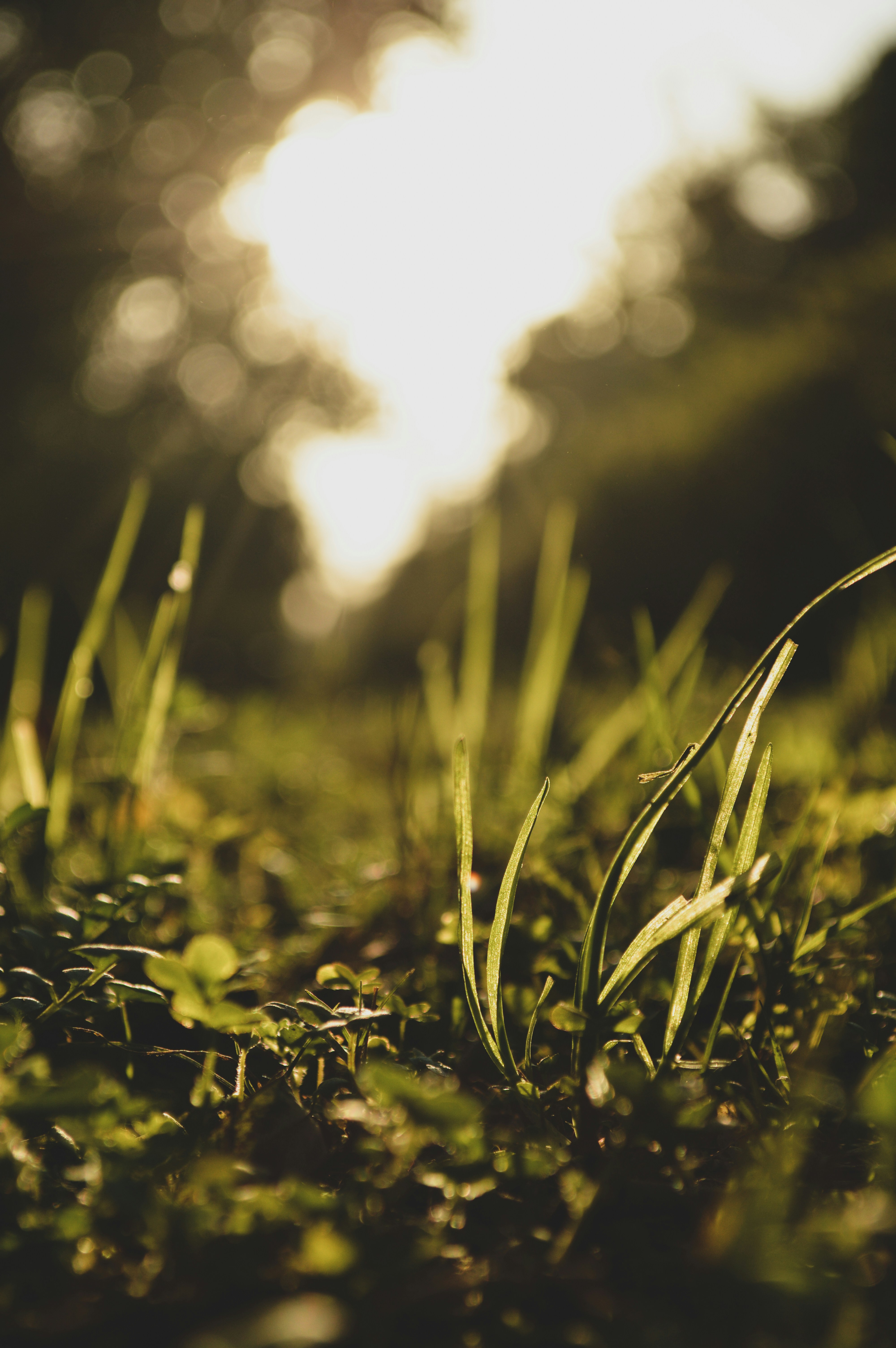 green grass in close up photography