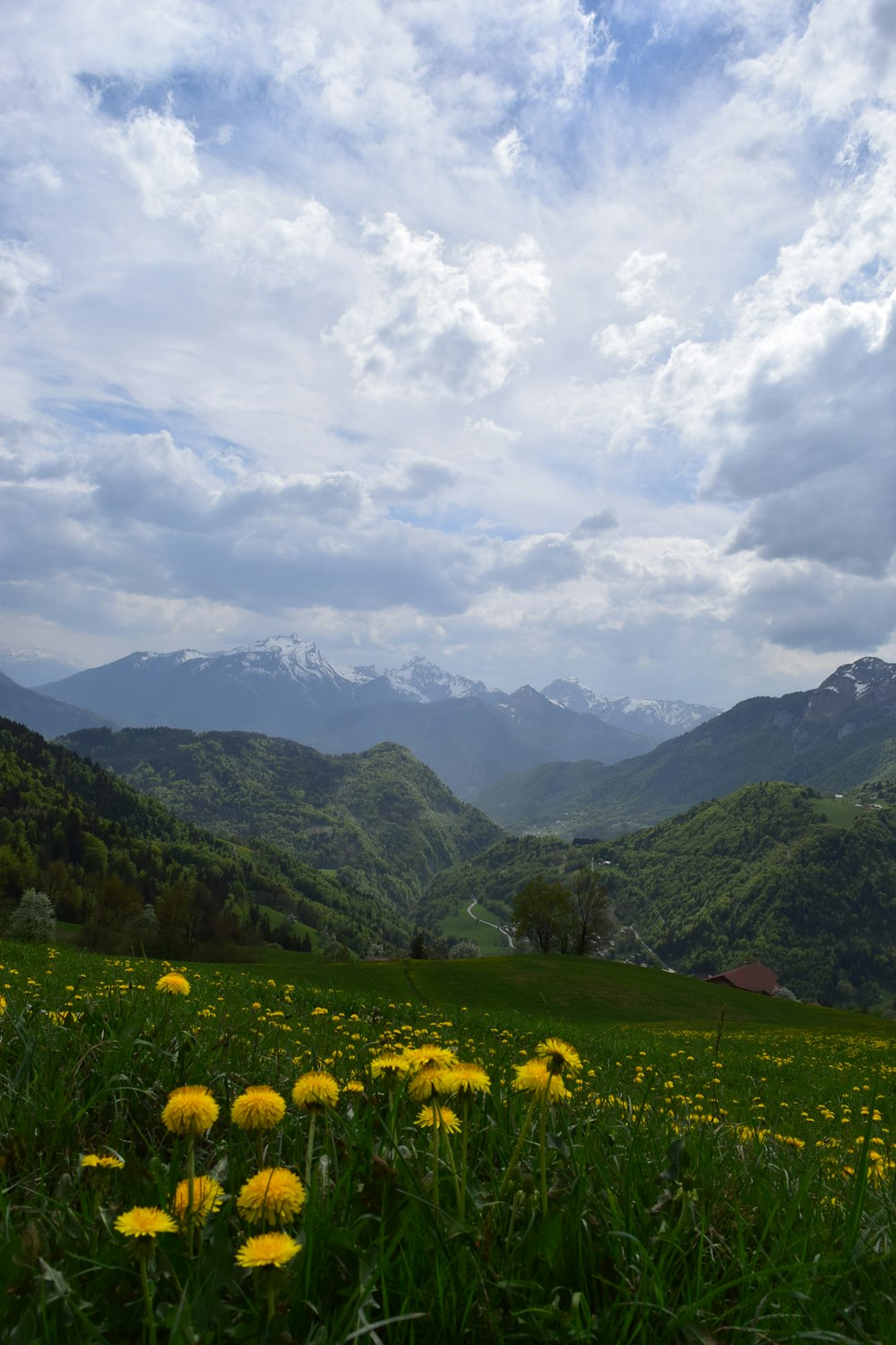 Champ de fleurs jaunes près des montagnes vertes sous les nuages blancs pendant la journée