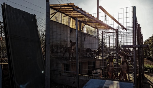 A fenced enclosure containing several dogs is seen in a somewhat dimly lit area. The structure is made of wire mesh and metal poles, with a corrugated metal roof. One section of the enclosure is shaded, casting shadows across the ground and the animals inside. Sunlight filters through the gaps, highlighting parts of the structure and the dogs.