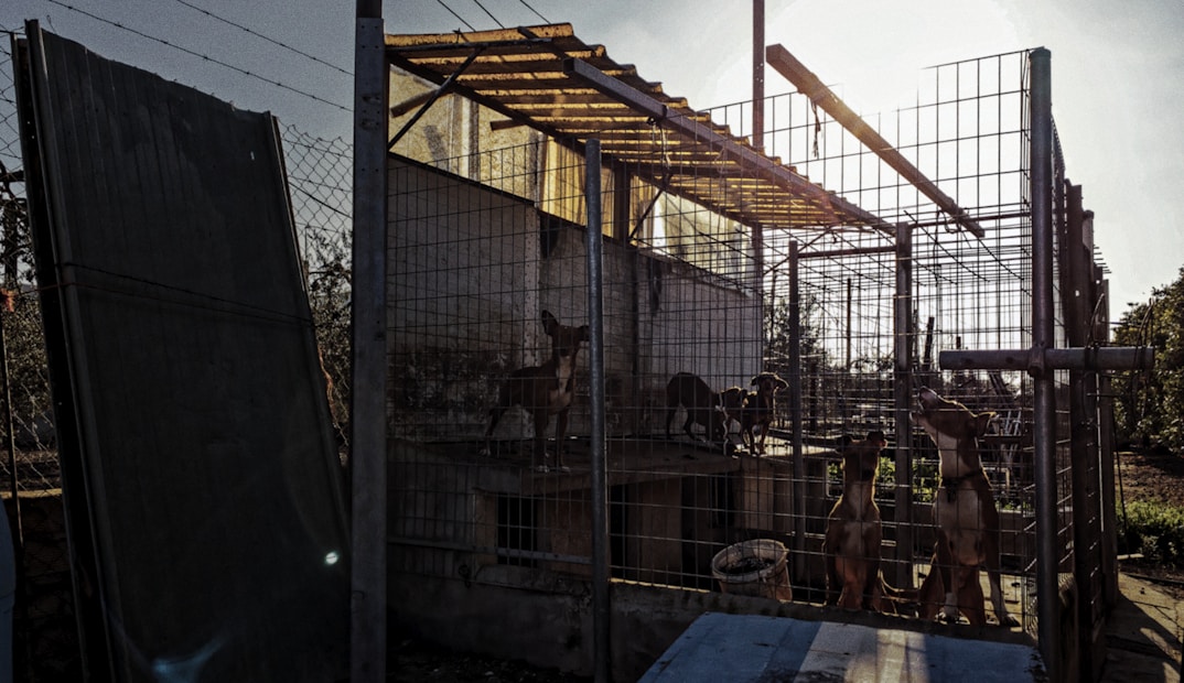 A fenced enclosure containing several dogs is seen in a somewhat dimly lit area. The structure is made of wire mesh and metal poles, with a corrugated metal roof. One section of the enclosure is shaded, casting shadows across the ground and the animals inside. Sunlight filters through the gaps, highlighting parts of the structure and the dogs.