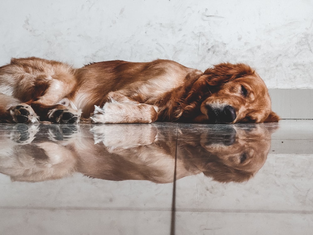 golden retriever lying on floor