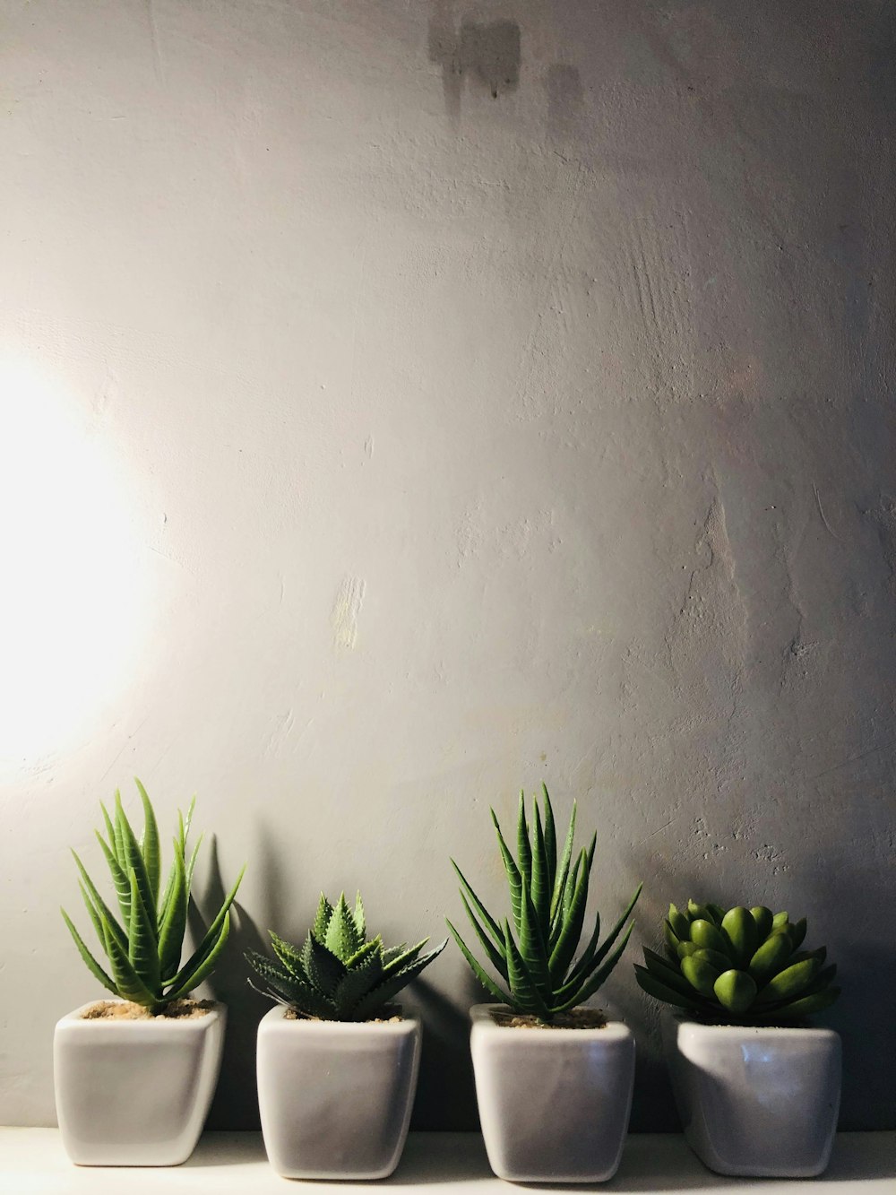 green plant on white ceramic pot