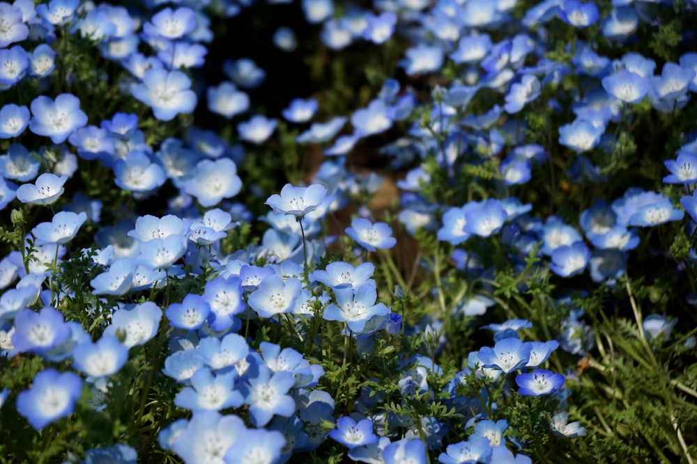 white flowers with green leaves