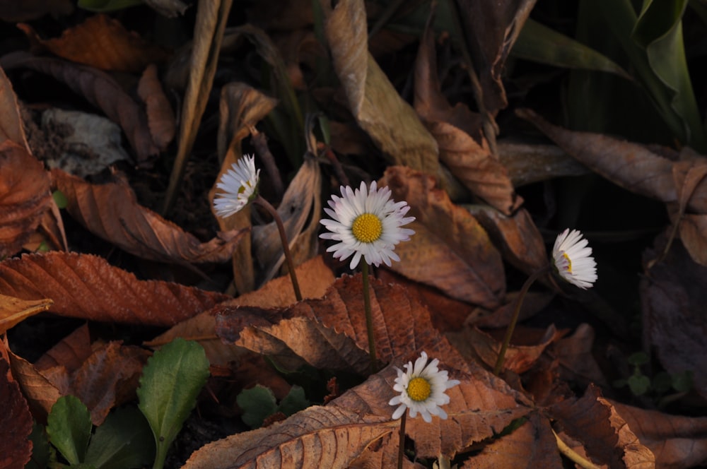 white and yellow flower on brown dried leaves