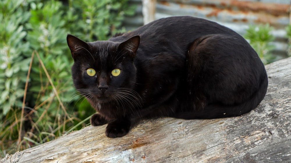 black cat on brown wooden log