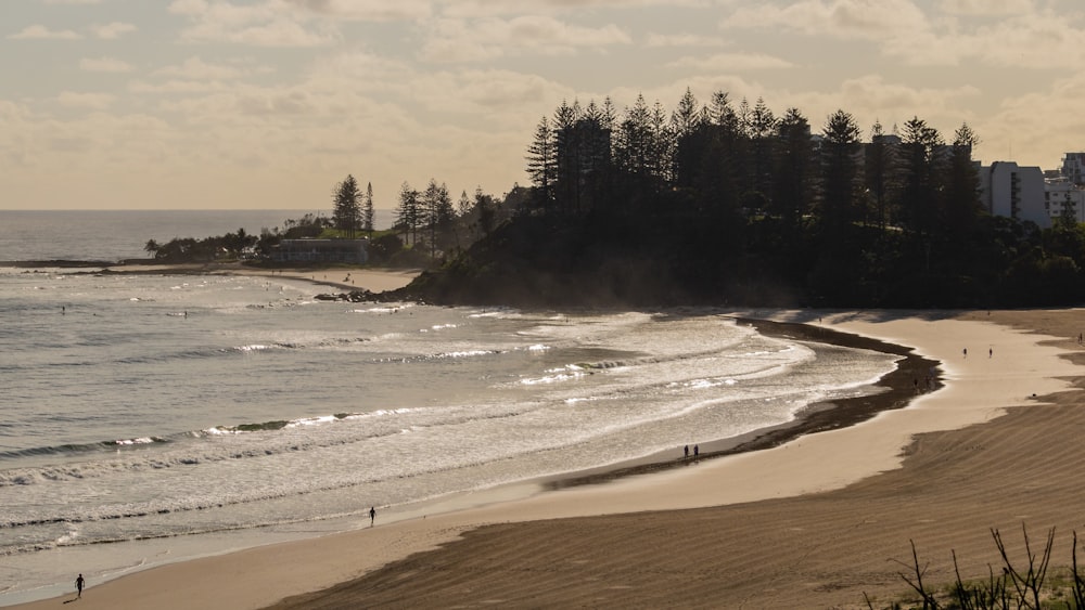 green trees on brown sand beach during daytime