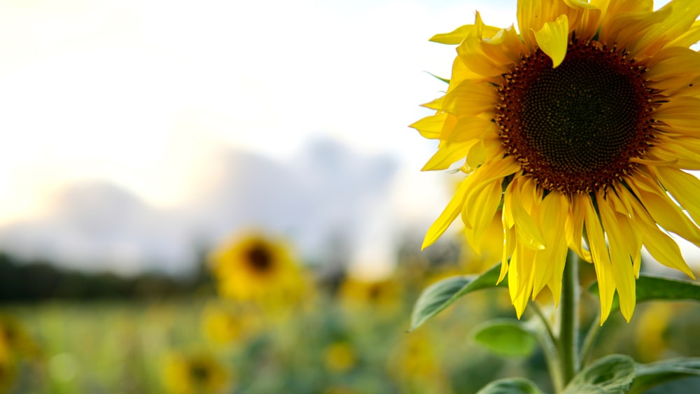 yellow sunflower in close up photography during daytime