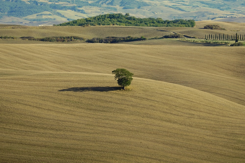 green tree on brown field during daytime