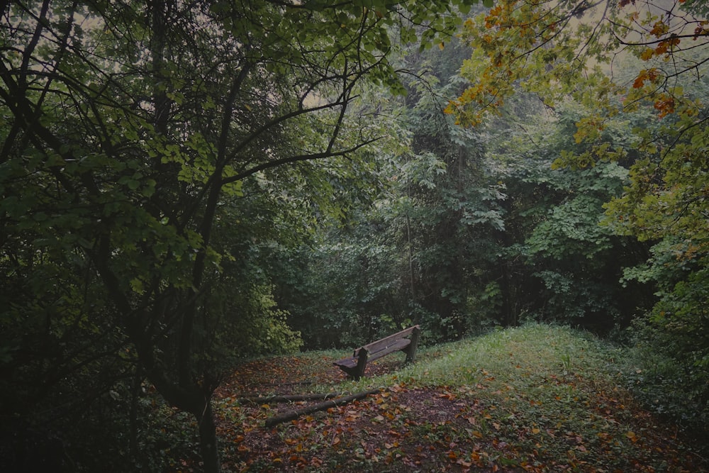 brown wooden bench on green grass field surrounded by trees during daytime