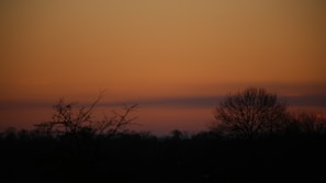 A serene landscape at sunset with silhouetted trees.