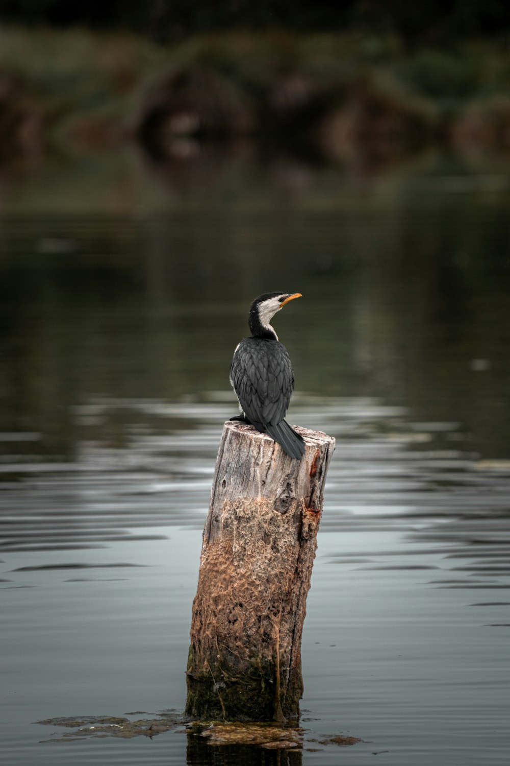 pájaro negro y amarillo en poste de madera marrón