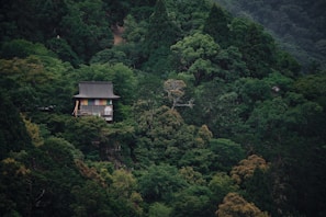 A hand-built composting toilet tucked into a peaceful woodland clearing surrounded by ferns.