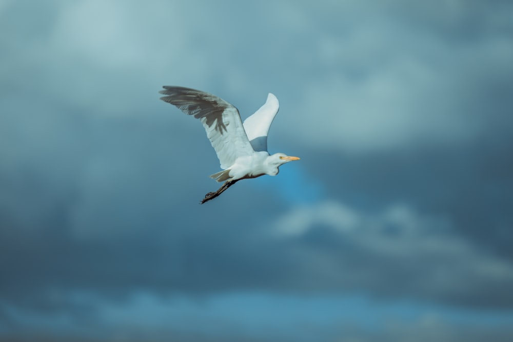 white bird flying during daytime