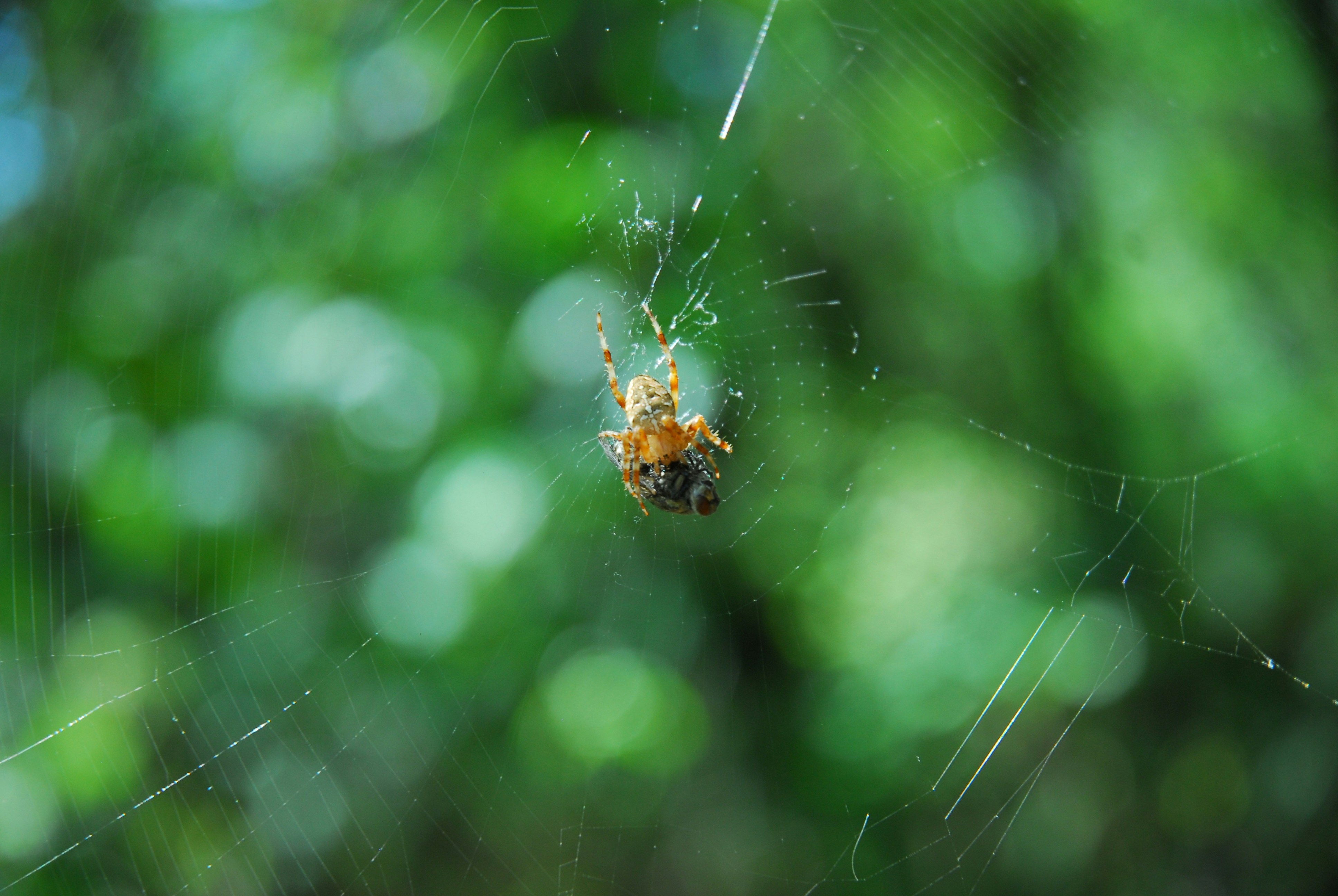 brown spider on web in tilt shift lens