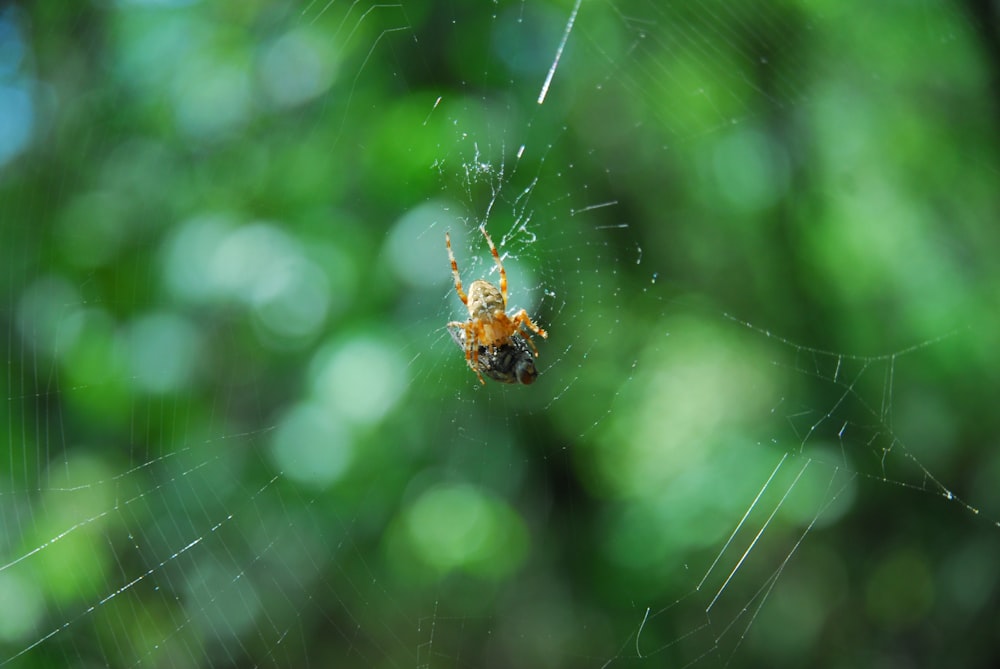 brown spider on web in tilt shift lens