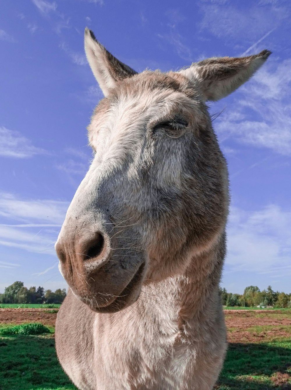 brown and white horse on green grass field under blue sky during daytime