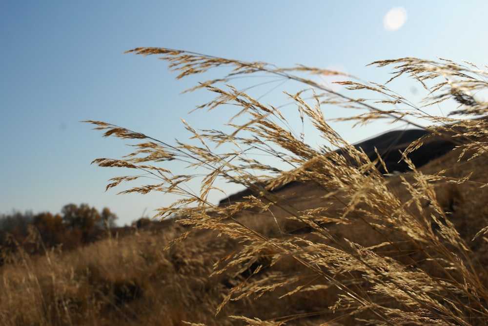 brown wheat field during daytime