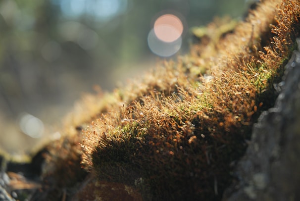Spores drifting gently in a sunbeam, captured mid-air against a dark background.